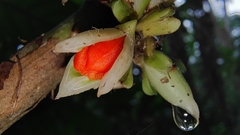 Costaceae