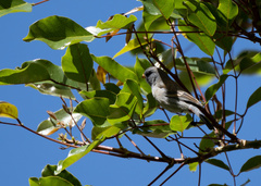Catamenia analis