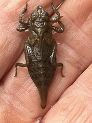Arigomphus villosipes