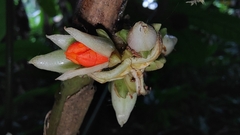 Costaceae