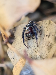 Opisthoncus quadratarius