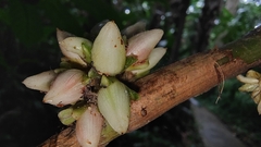 Costaceae