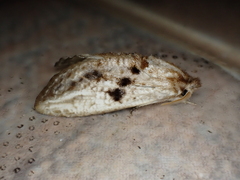 Spinulata acutipennis