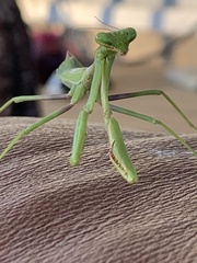 Stagmomantis carolina