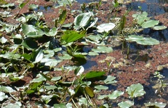 Sagittaria montevidensis