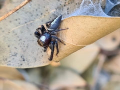 Opisthoncus quadratarius