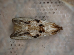 Spinulata acutipennis