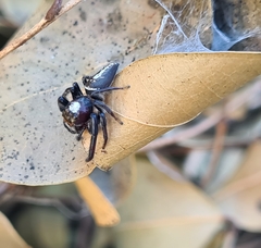 Opisthoncus quadratarius