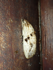 Spinulata acutipennis
