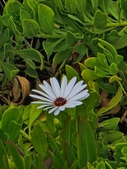 Dimorphotheca ecklonis