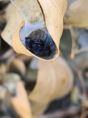 Opisthoncus quadratarius