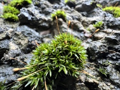 Ptychomitrium sinense