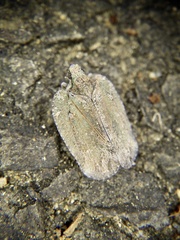 Atracis mucida