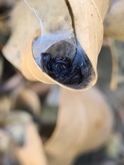 Opisthoncus quadratarius