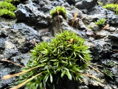 Ptychomitrium sinense