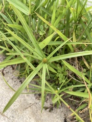Cyperus aromaticus