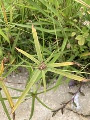 Cyperus aromaticus