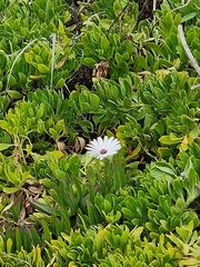 Dimorphotheca ecklonis