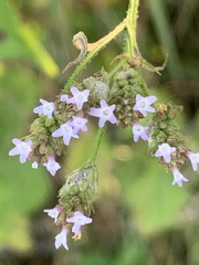 Verbena brasiliensis
