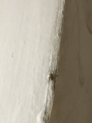 Steatoda