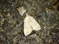 Neachrostia bipuncta