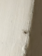Steatoda