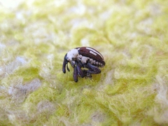 Sternuchopsis karelinii