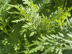 Filipendula vulgaris