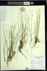 Carex leptalea