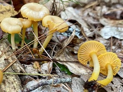 Gloioxanthomyces nitidus