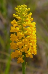 Platanthera integra
