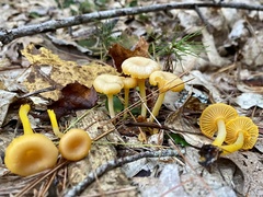 Gloioxanthomyces nitidus