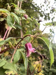 Clematis lasiandra