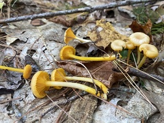 Gloioxanthomyces nitidus