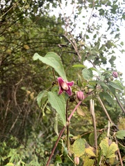 Clematis lasiandra