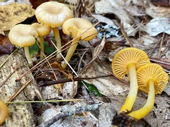 Gloioxanthomyces nitidus