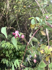 Clematis lasiandra
