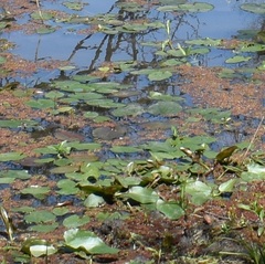 Sagittaria montevidensis