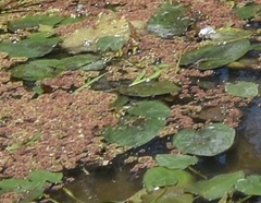 Sagittaria montevidensis