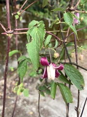Clematis lasiandra