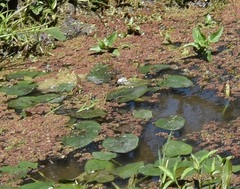 Sagittaria montevidensis