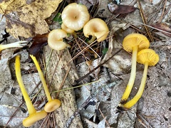 Gloioxanthomyces nitidus