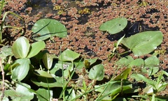 Sagittaria montevidensis