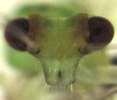 Eucalyptolyma maideni