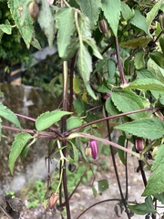 Clematis lasiandra