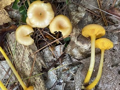 Gloioxanthomyces nitidus