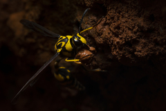 Phimenes flavopictus