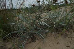 Cirsium pitcheri