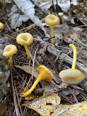Gloioxanthomyces nitidus