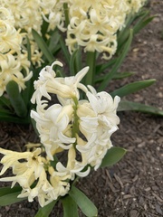 Hyacinthus orientalis